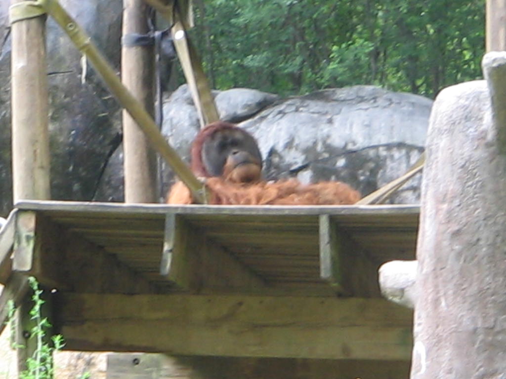 Pongo amidst conservation and industry | Lawnchair Anthropology