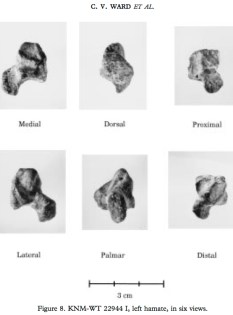 WT 22944-Ward &al 1997