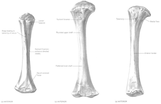From left to right, human perinatal humerus, femur and tibia (from Scheuer and Black, 2000).