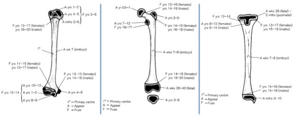 Same bones in same order as in previous figure (also from Scheuer and Black, 2000)