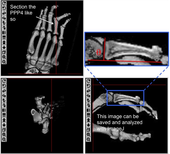 Easy image acquisition on the KUPRI database (this is a gorilla, with a pretty messed up fourth digit). Have your students save the sectioned image as above, which can then be analyzed as illustrated in the previous figure.