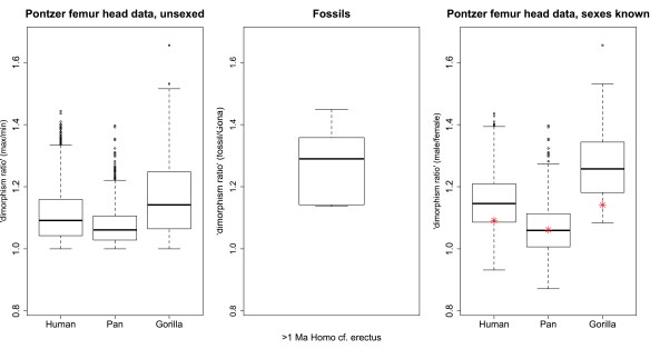 Hip joint size variation in living African apes (left and right) compared with fossil humans (genus Homo older than 1 mya, center). Each plot is scaled to show the same y-axis range. On the left are ratios of max/min from resampled pairs from each species (sex not taken into account). On the right are ratios of male/female from resampled pairs from each species. The red dots on this plot are the medians for max/min ratios (the thick black bars in the left plot). The center plot shows ratios of Homo/Gona.