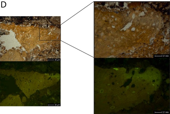 Neandertal coprolite