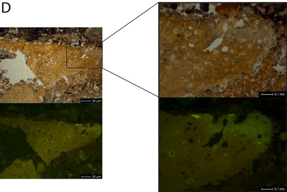 Neandertal coprolite