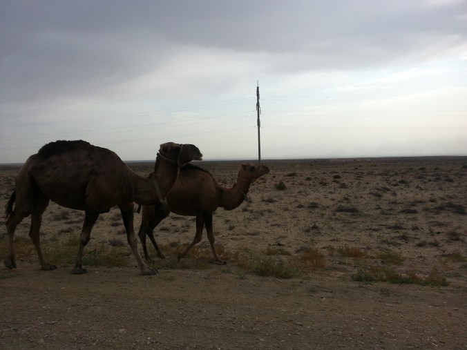 Some buddies on their way to work.