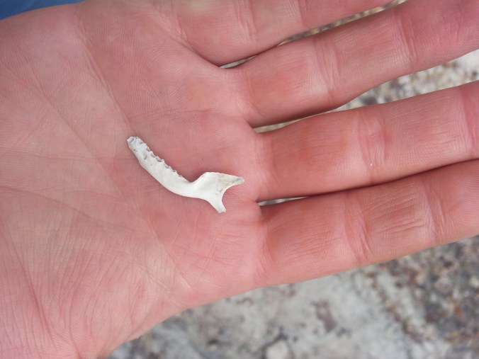 I will admit I have no idea what animal this comes from, but I would guess some small mammal. If you know, please tell!