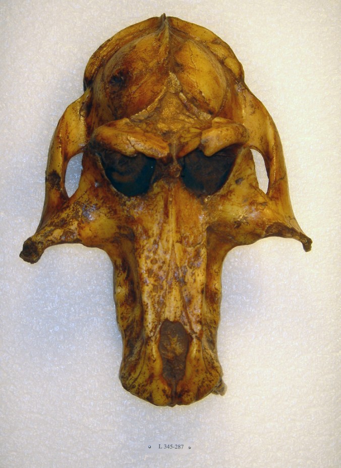 Theropithecus brumpti from the Omo basin. Photo credit: CalPhotos.