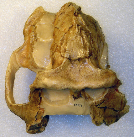 Fragmentary skull, viewed from the top, of Papio (a.k.a. Dinopithecus) ingens, from Swartkrans, South Africa. Photo credit: CalPhotos.