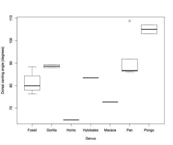 Dorsal canting angle of the fourth proximal pedal phalanx in primates.