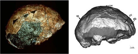 The Mojokerto infant Homo erectus. The fossil as preserved is on the left, and on the right is the reconstructed brain based of CT scans of the fossil (Figure x from Balzeau et al., 2005). The fossil and endocast are viewed from the right side so the front of the fossil is to the right.