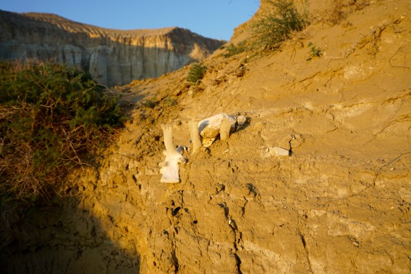 Waist-deep in mud. One vertebra is clearly visible, and to its right, beneath a rock, are the spinous processes of two more vertebrae.