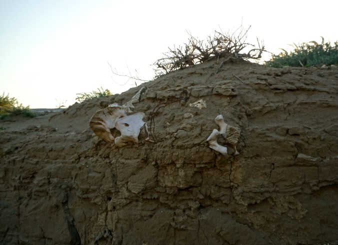 Died doing a misguided impression of an ostrich.