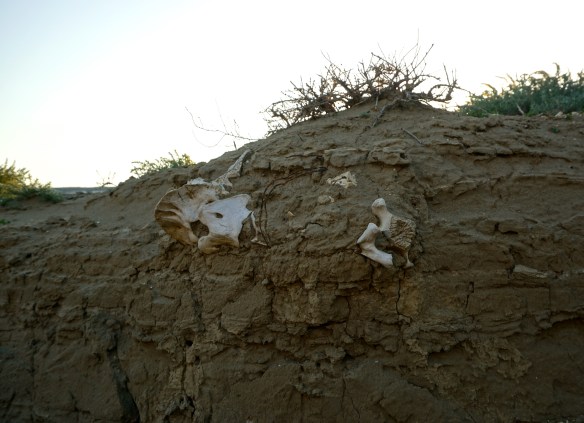 Died doing a misguided impression of an ostrich.