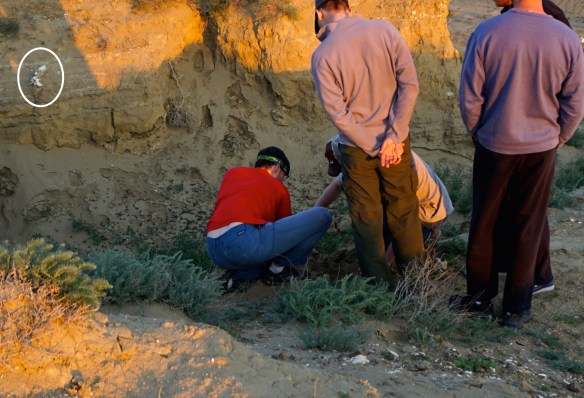 Digging out the skull on the west bank, right across from the lumber spine on the east face. The different soil layers (