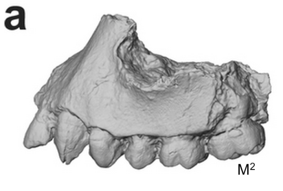Extended Figure 1a from the paper. The type specimnen BRT-VP-3/1 maxilla. Front is to the left.