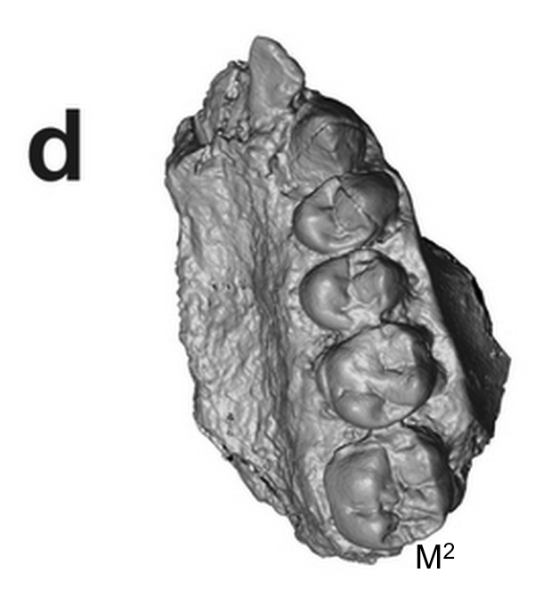 Extended Figure 1d from the paper. Same fossil, but from the bottom, like a dentist peering into its mouth. Back is to the bottom.