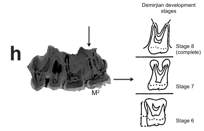 Extended Figure 1h from the paper, with a Demirjian developmental stages, modifed from Table 2 from Kuykendall et al., 1996. Compare the M2 roots with completed roots of the M1 (to the left).