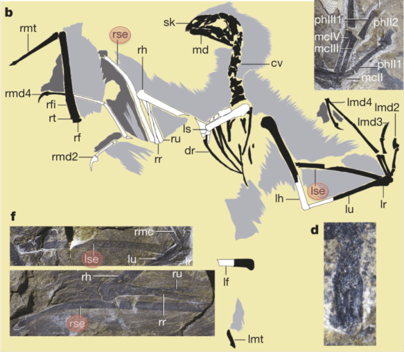 The rest of Figure 1 from Xu et al. Important for flight are the structures labeled "ldm4/rdm4" and "lse/rse."