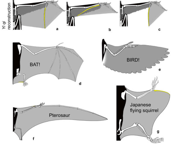 Extended Data Figure 8 from Xu et al. Comparison of the wing structure of different flying/gliding animals.