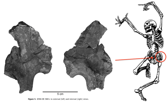 Figure 5 from Ward et al. shows the fossil. Jump for joy that it's complete enough for us to tell it comes from the left side!