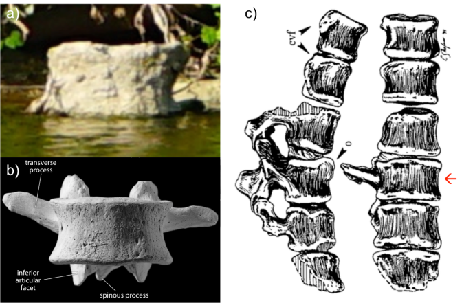 a) Our mystery vertebra. b) a lumbar vertebra from White et al. (2012). c) views of the right and front side of the Australopithecus africanus fossil StW H41, from Sanders (1998, Fig. 1).
