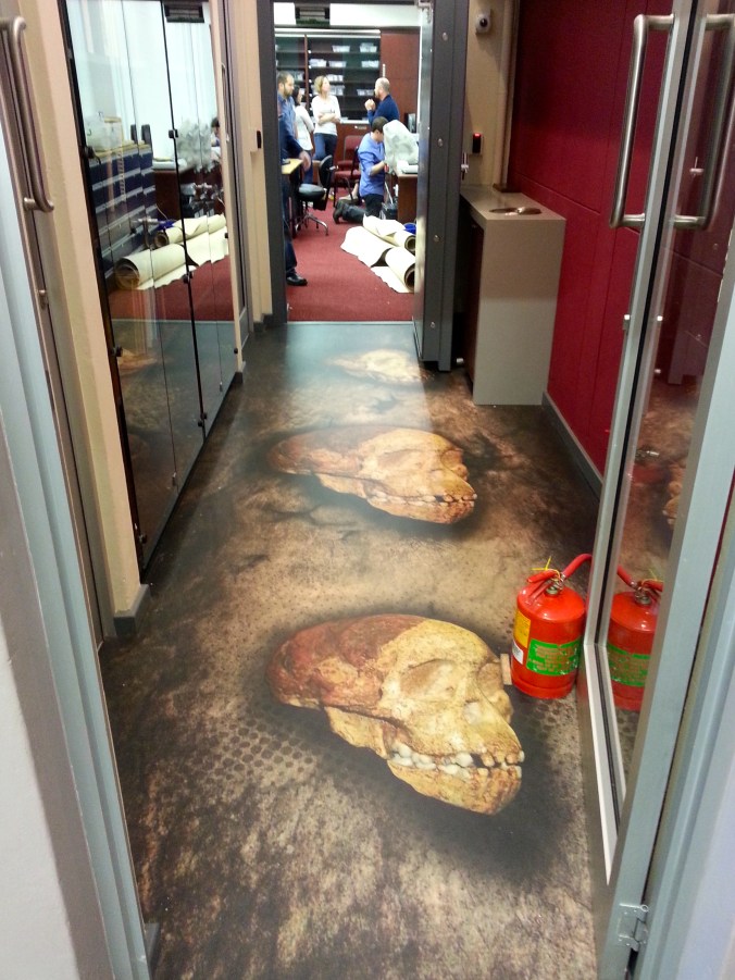 Taung was such an important discovery, you can now walk across it as you enter the fossil collections at Wits University.