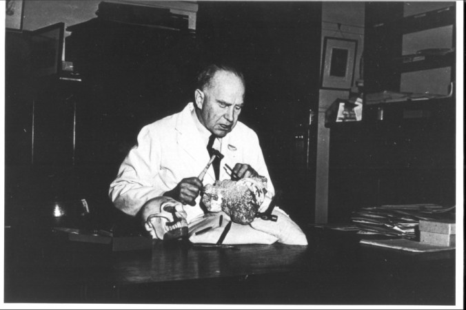 Dart, hammering away to remove a fossil from some breccia. I hope. Image credit.