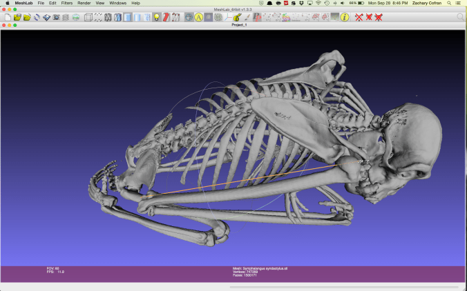Measuring siamang (Symphalangus syndactylus) limb lengths with Meshlab. Data credit.