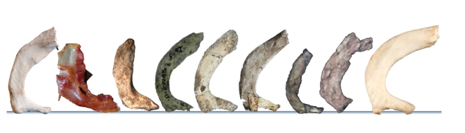 Full stack of ribs. From left to right: Human, bacon, Homo naledi, Dmanisi Homo erectus, Australopithecus sediba (x2), Australopithecus afarensis specimen "Lucy," Ardipithecus ramidus, and chimpanzee. Images not to scale except Lucy and Ardi.