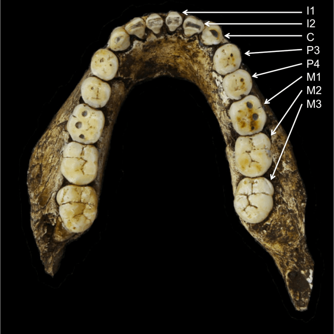 UW 101-1277 mandible, part of the Homo naledi holotype skull. Modified from the Wits media gallery.
