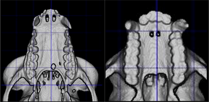 Ring tailed lemur (left) and woolly monkey (right) maxillae, showing the primitive primate dental formula including a P2. For scale, gridlines are 10 mm (left) and 20 mm (right).