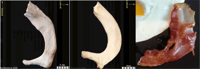 First ribs, from left to right: Human, chimpanzee, bacon. First two images from eSkeletons.org.