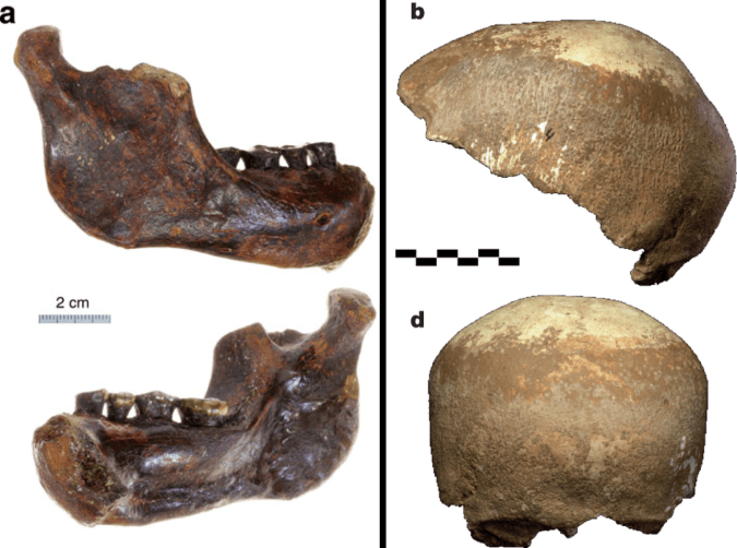 Left: Penghu hemi-mandible (Chang et al. 2015: Fig. 3), viewed from the outside (top) and inside (bottom). Right: Manot 1 partial cranium (Hershkovitz et al. 2015: Fig. 2), viewed from the left (top) and back (bottom).