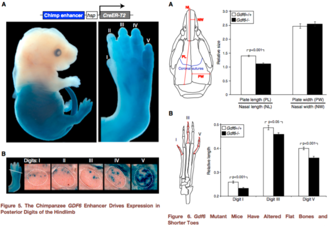 Figures 5-6 from Indjeian et al. (2016) sum up the findings. Figure 5 (left) shows that the ancestral version of the GDF6 enhancer (blue staining) is most strongly expressed in the lower limb, especially the fifth toe bone. Figure 6 (right) shows that a lack of GDF6 expression (black bars) results in shorter skull and toe bones. Combining these findings, humans lack a gene enhancer associated with the development of long lateral toes.