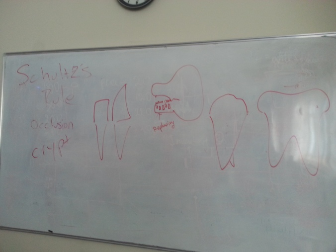 After these drawings, my students were fully trained and ready to tackle the odontological world.