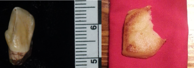 Left: Sts 50, lower left canine. Right: bitten fried bread. Images not to scale.