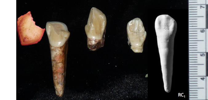 Left to right: Homo baursaki, three South African canines, and a modern human (from White et al. 2012). Images not to scale.