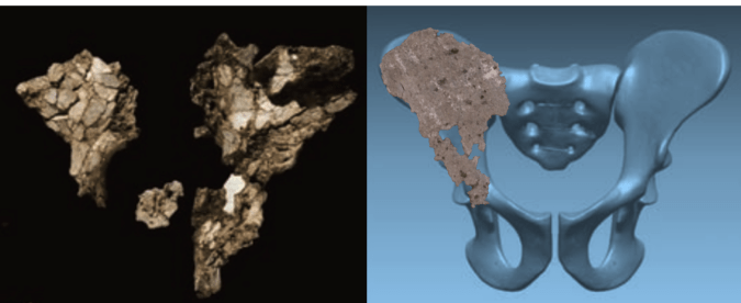 Aramis innominate fossils (left) compared with the Almaty Ardi roadside fragment overlain on the reconstructed pelvis (right).