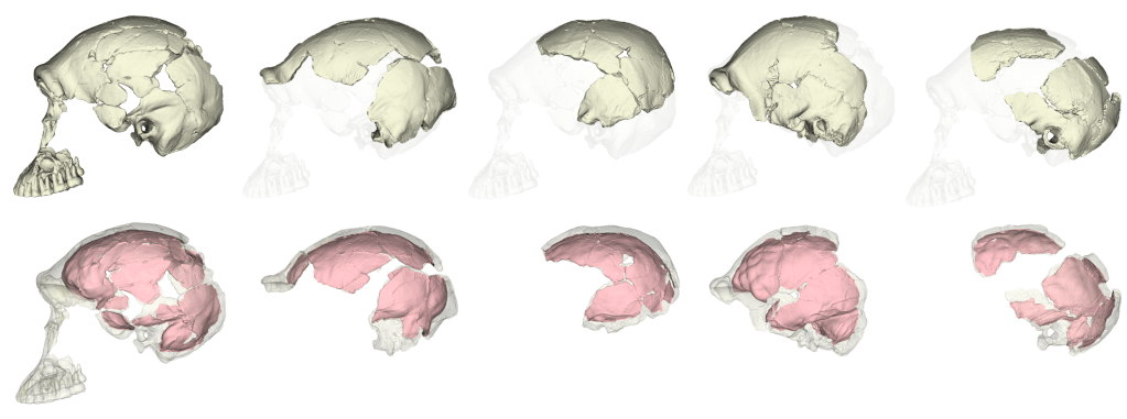 Left side views of five fossil human skulls arranged from left to right. The top row shows the original fossils, while the bottom row shows the same skulls with bone rendered transparent and the brain-covering internal surface highlighted in solid pink.